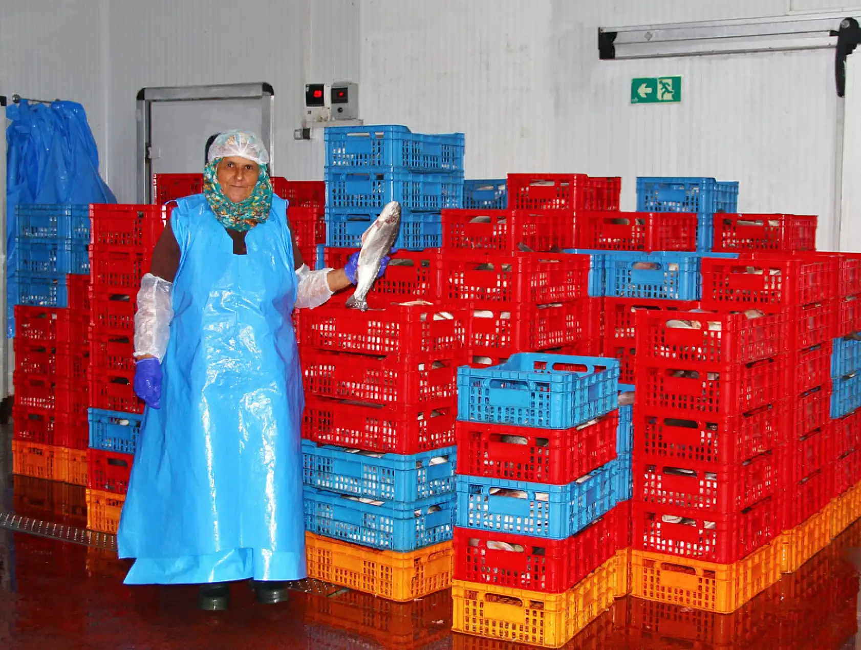 Fethiye'den Sofralara Taze Balık Akıyor: Alabalık İhracatı Genişliyor!