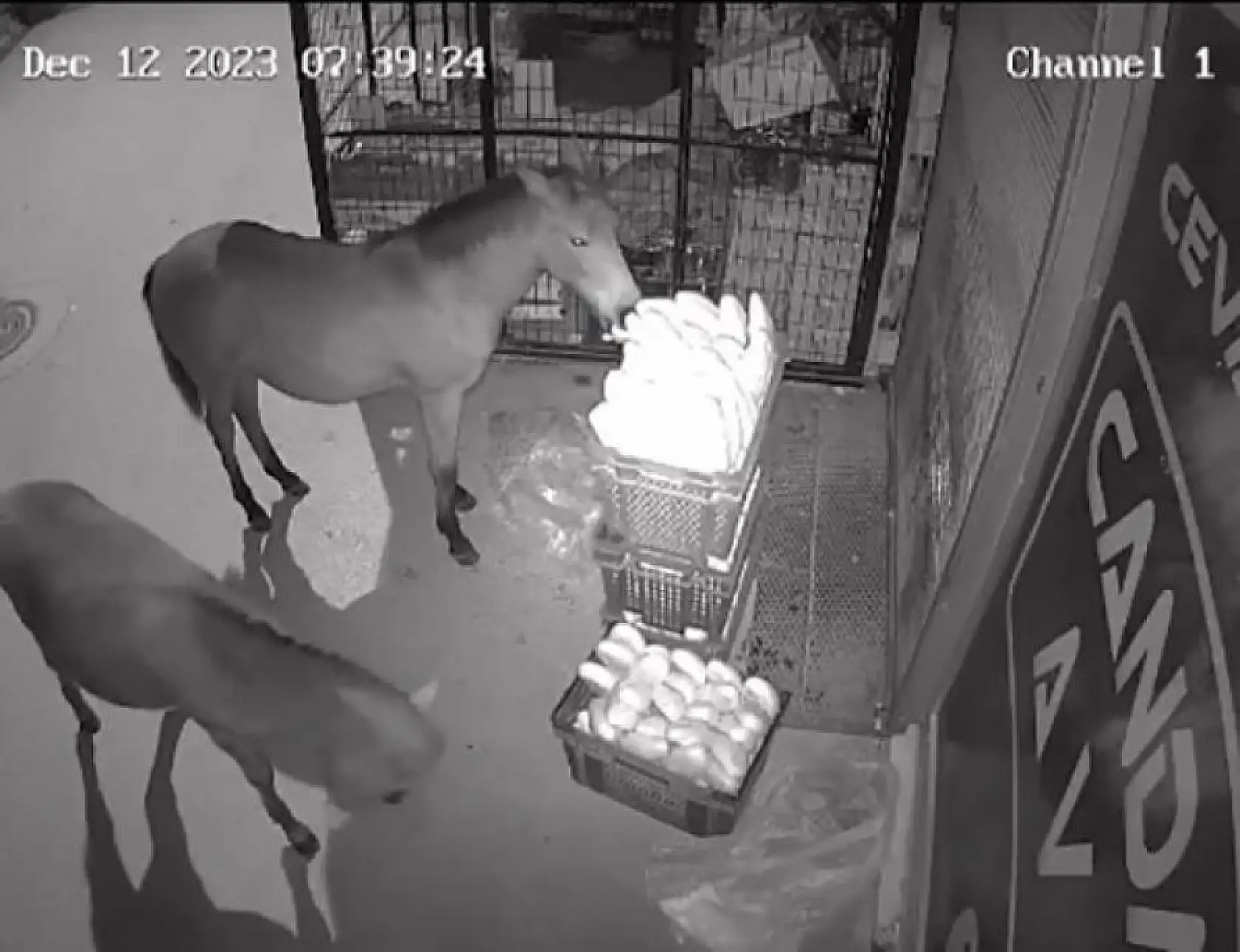 Marketin önüne bırakılan taze ekmekleri atlar yedi