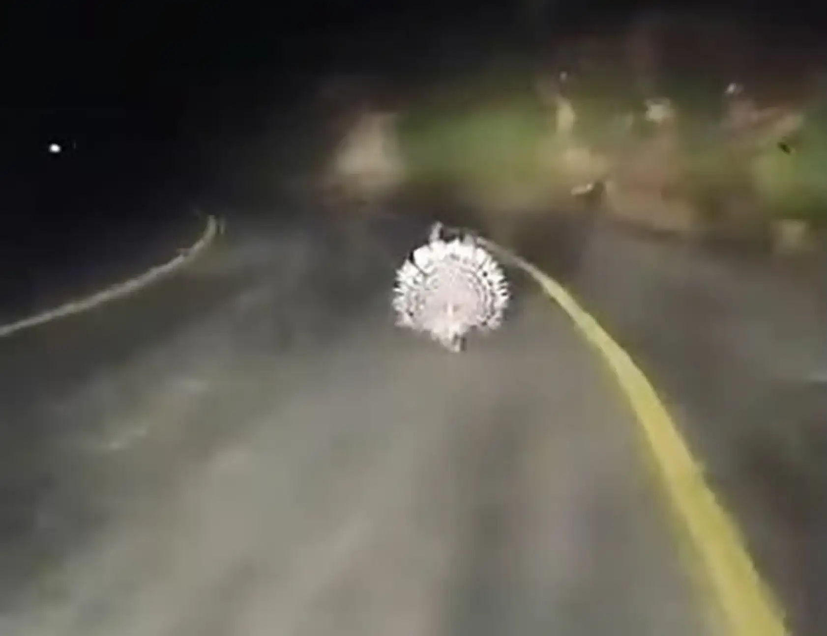 Menteşe'de Nesli Tehlike Altındaki Oklu Kirpiler Görüntülendi