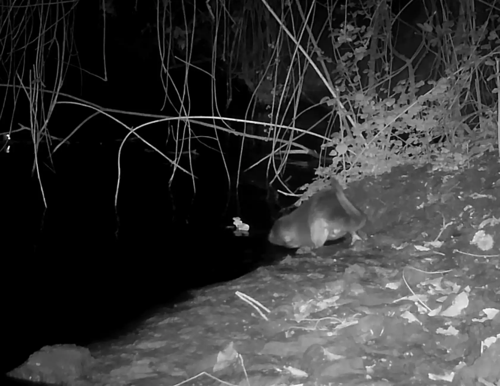 Nesli tükenmekte olan su samurunu fotokapanla görüntüledi: Sevinçten havaya uçtu