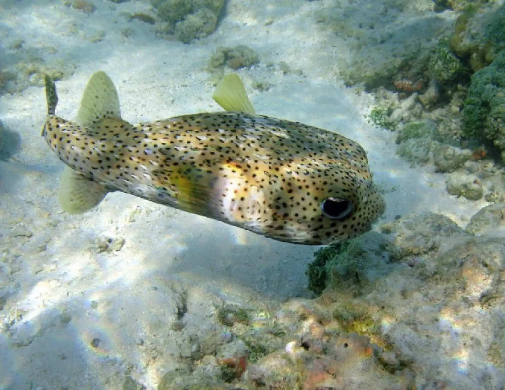 Fethiye denizlerini balon balığı istila mı etti? Balıkçılar balon balıklarını avlayacak mı?