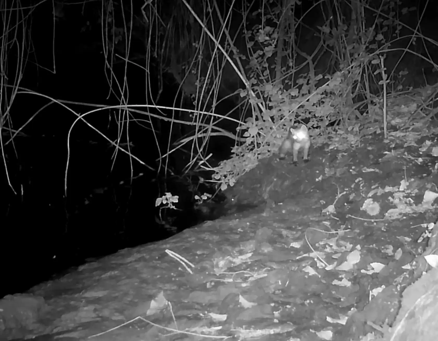 Nesli tükenmekte olan su samurunu fotokapanla görüntüledi: Sevinçten havaya uçtu