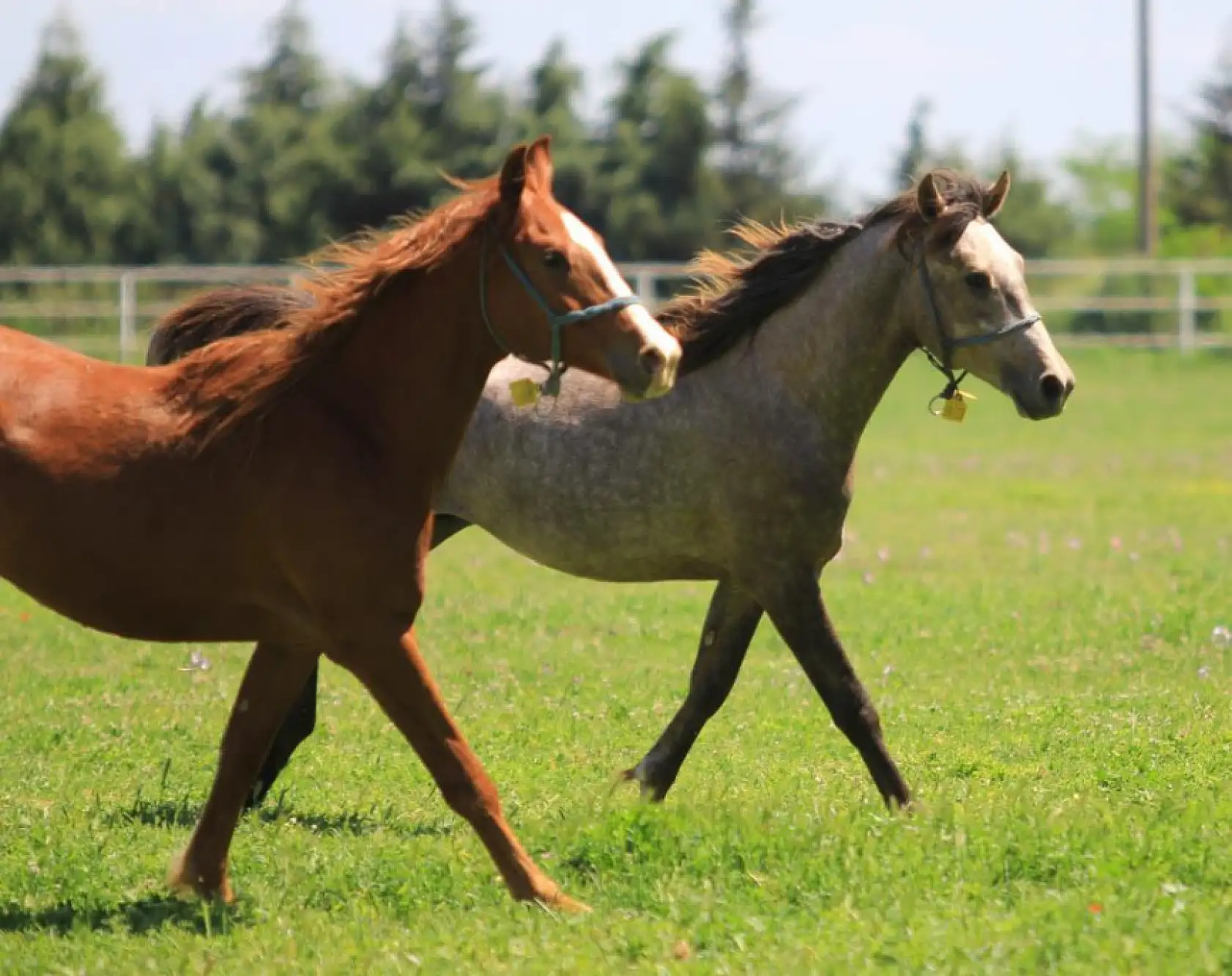Bu Atlar Milyonlar Kazandırıyor! 60 Şampiyon Taya Açık Artırma Heyecanı