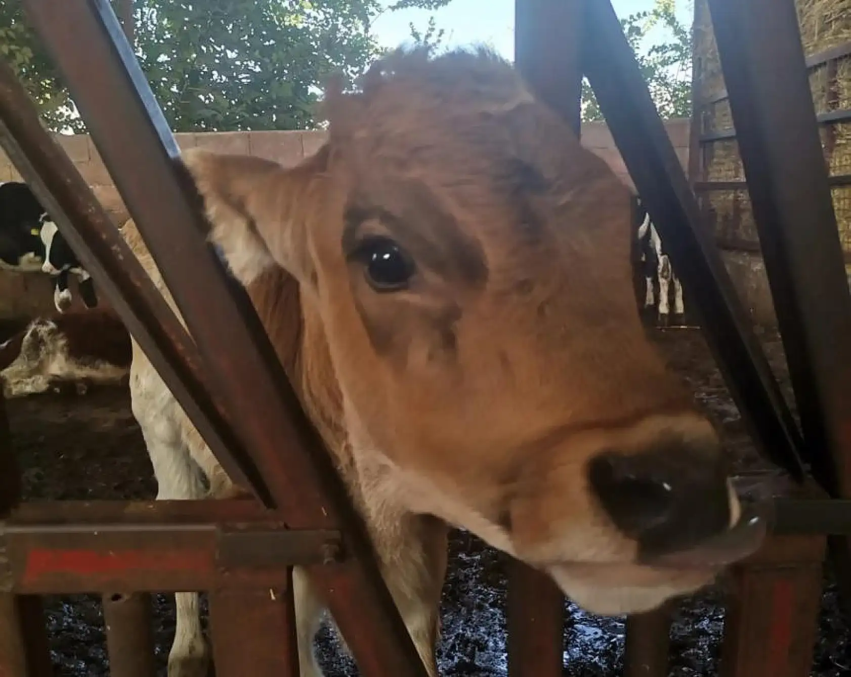 Hastalıktan Arı İşletme Sayısı Seydikemer'de Artıyor