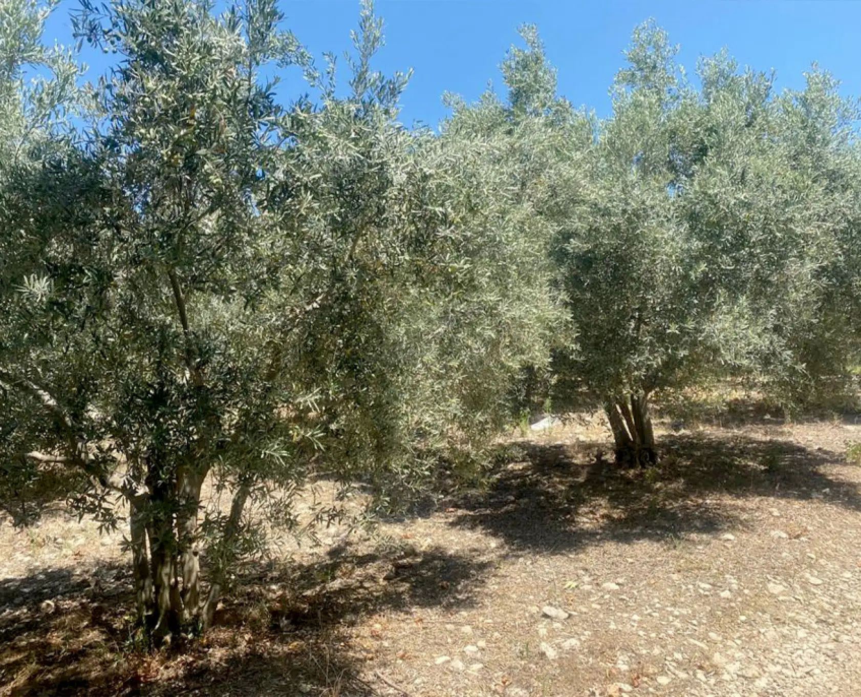 Muğla Odaları Ve Borsası'ndan Ortak Açıklama: 'Zeytin Muğla'da Yaşamın, Bolluğun Ve Bereketin Simgesidir'