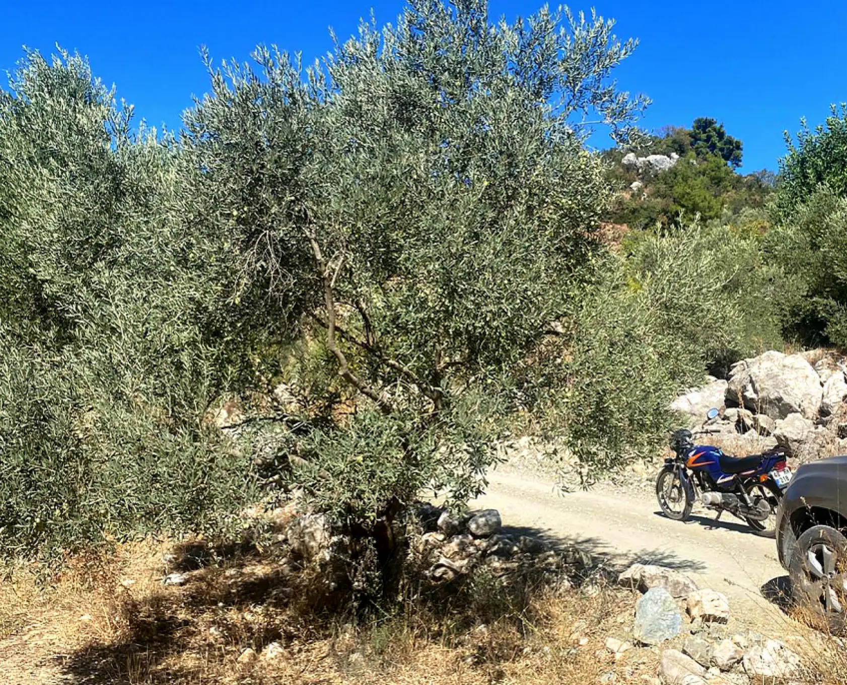 Muğla Odaları Ve Borsası'ndan Ortak Açıklama: 'Zeytin Muğla'da Yaşamın, Bolluğun Ve Bereketin Simgesidir'