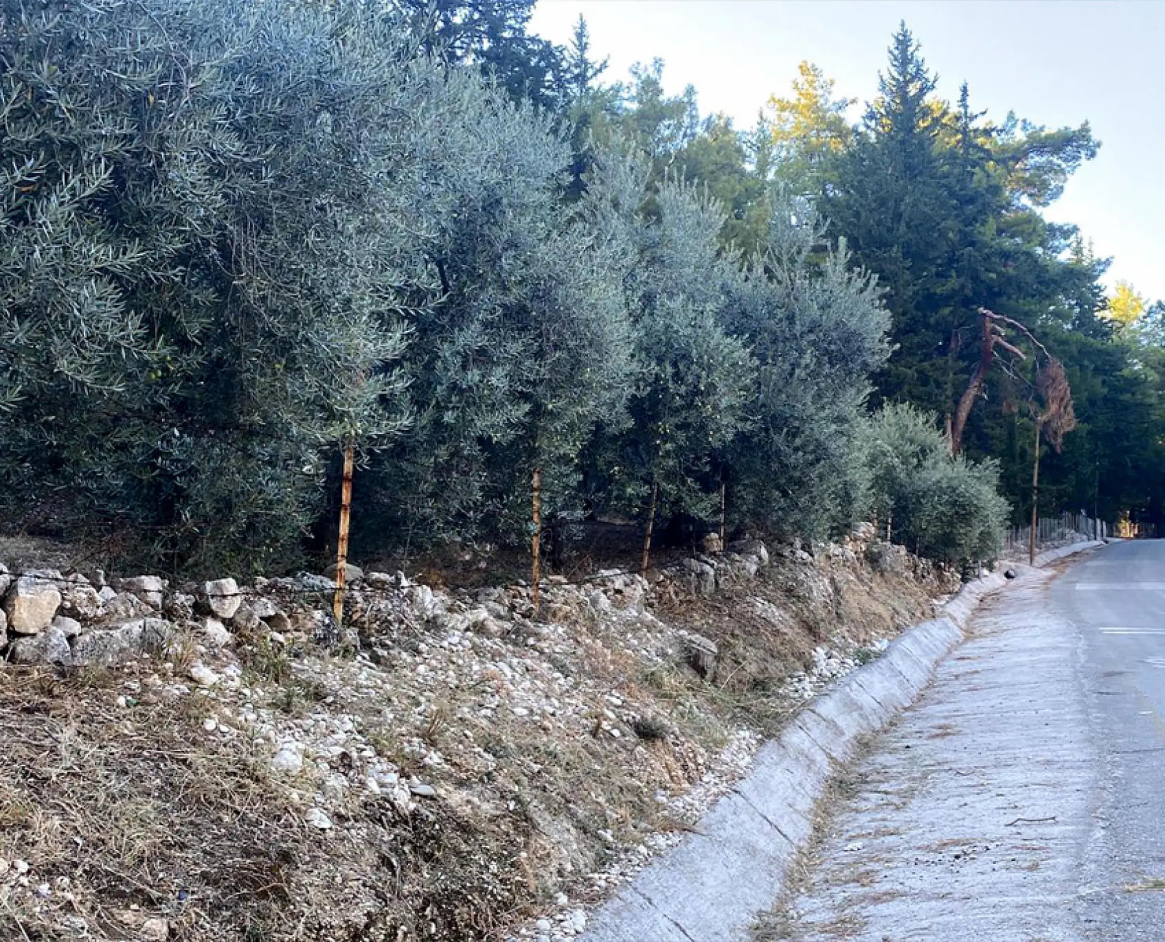 Muğla Odaları Ve Borsası'ndan Ortak Açıklama: 'Zeytin Muğla'da Yaşamın, Bolluğun Ve Bereketin Simgesidir'