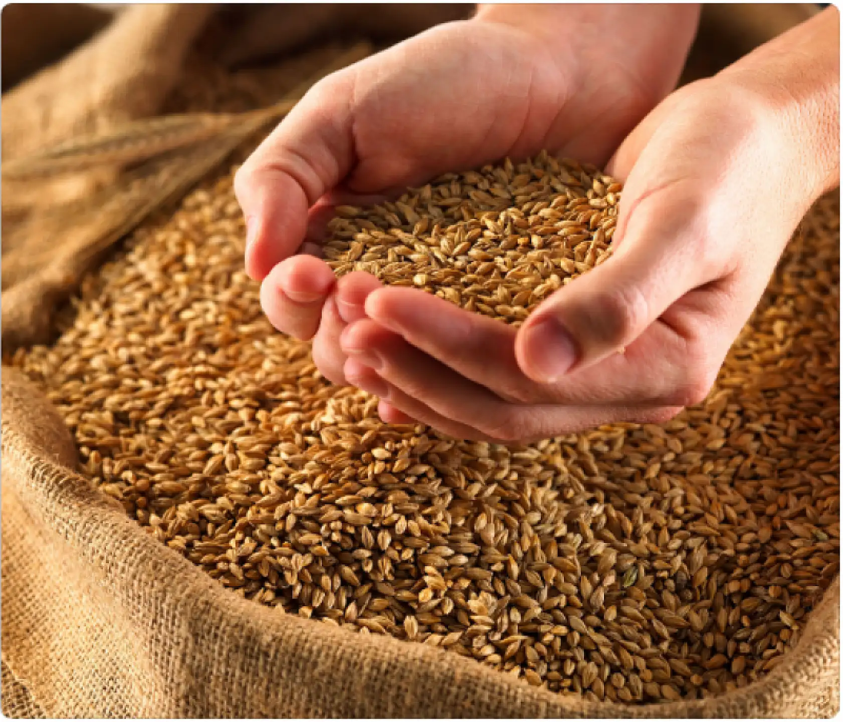 TZOB Başkanı Bayraktar: 'Buğdayın maliyeti geçen yıla göre yüzde 62 arttı'