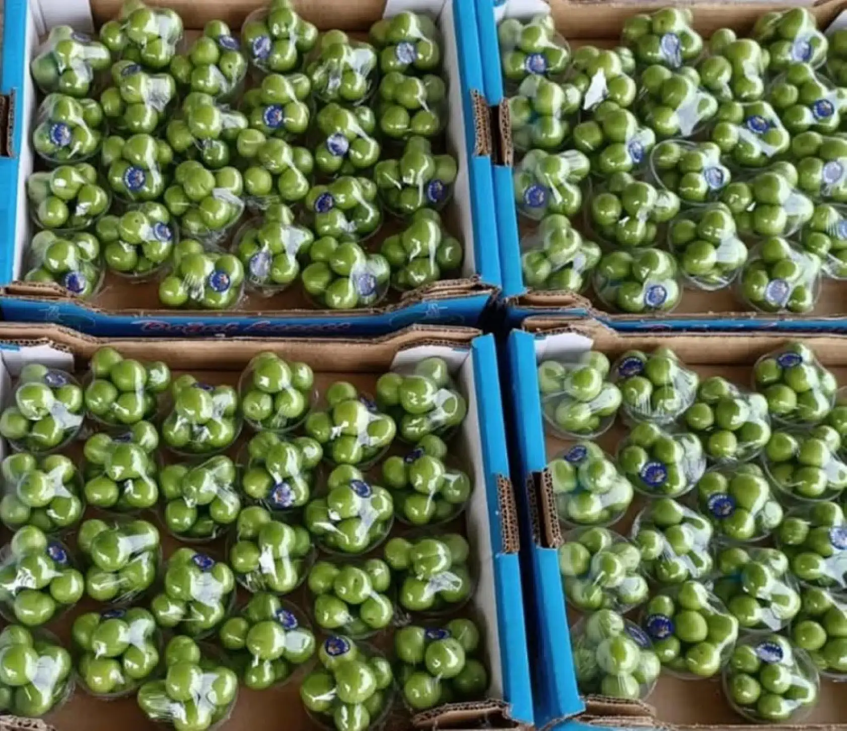 Altın gibi erik! Kilosu 8 bin TL'ye satılıyor