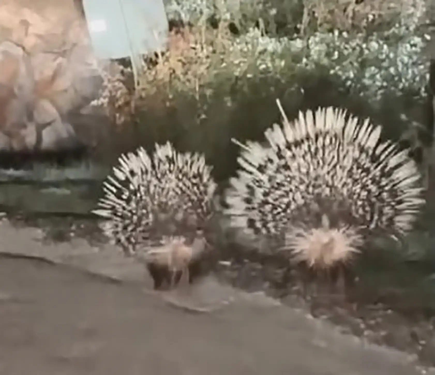 Menteşe'de Nesli Tehlike Altındaki Oklu Kirpiler Görüntülendi