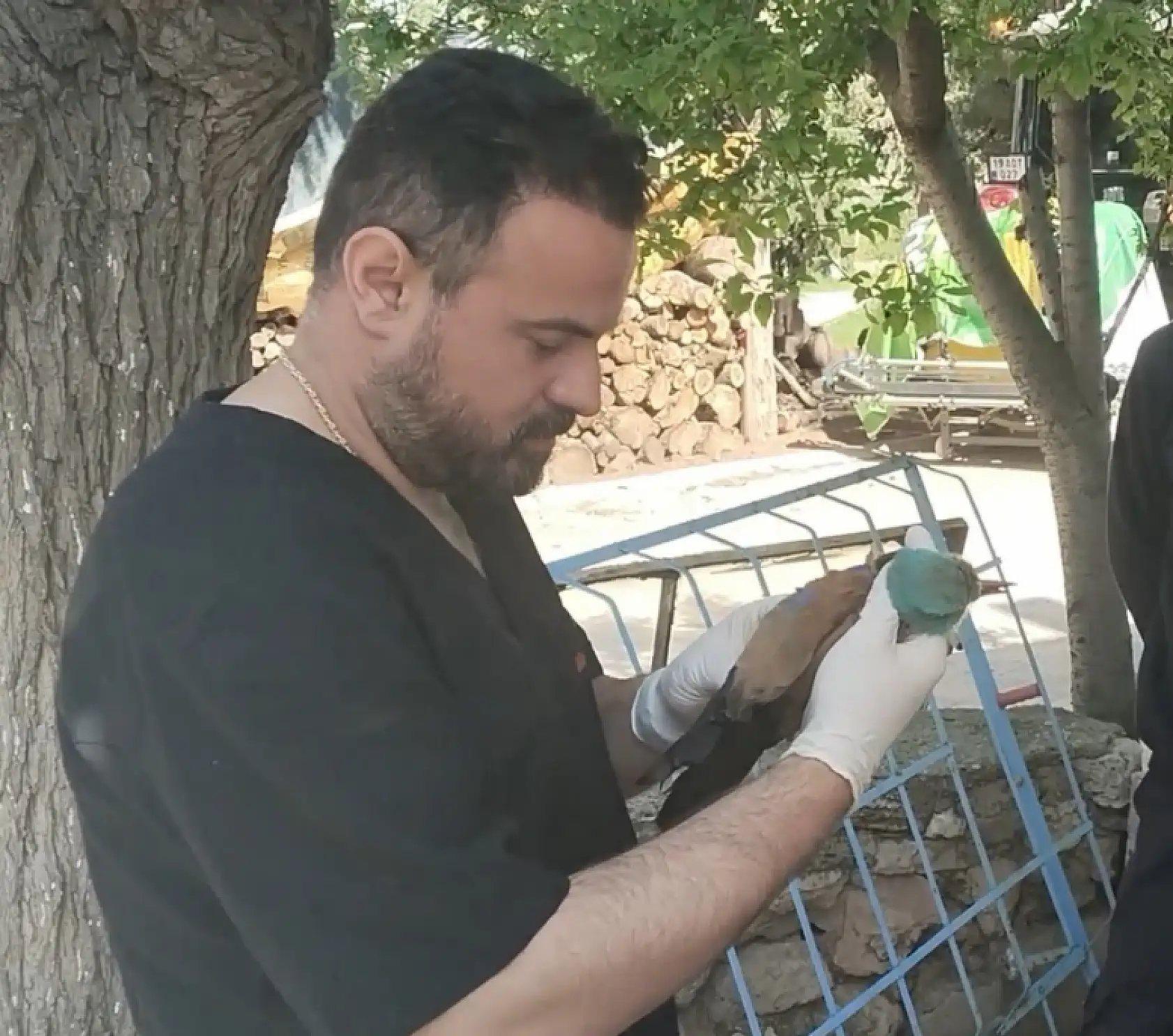 Nesli tükenmekte olan gökkuzgun Sırbistan'dan Denizli'ye uçtu