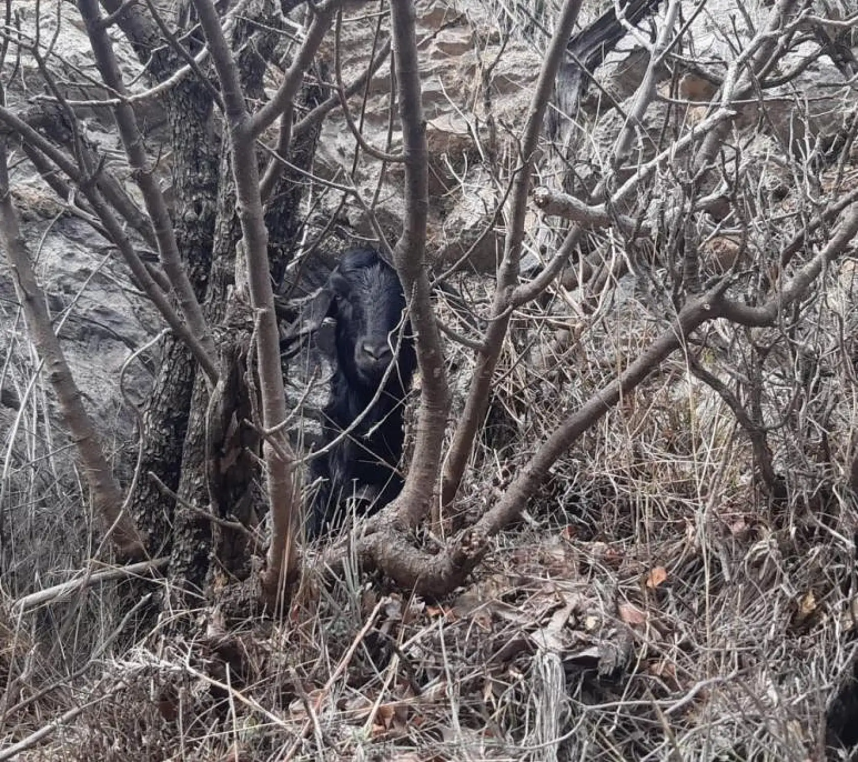 AKUT Fethiye ekibi, mahsur kalan keçileri kurtardı