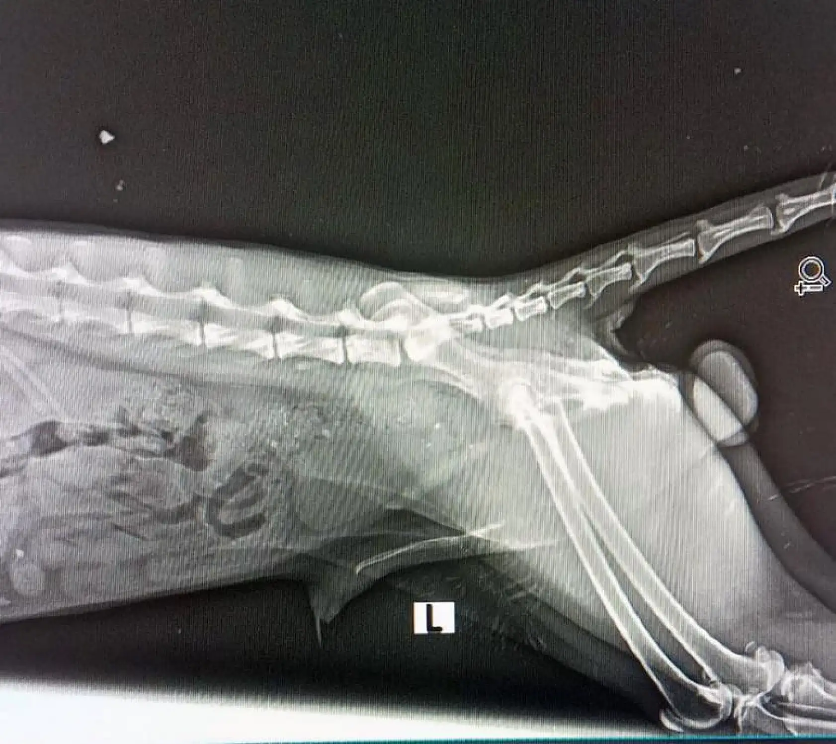 Yaralı bulunan tilki tedaviye alındı