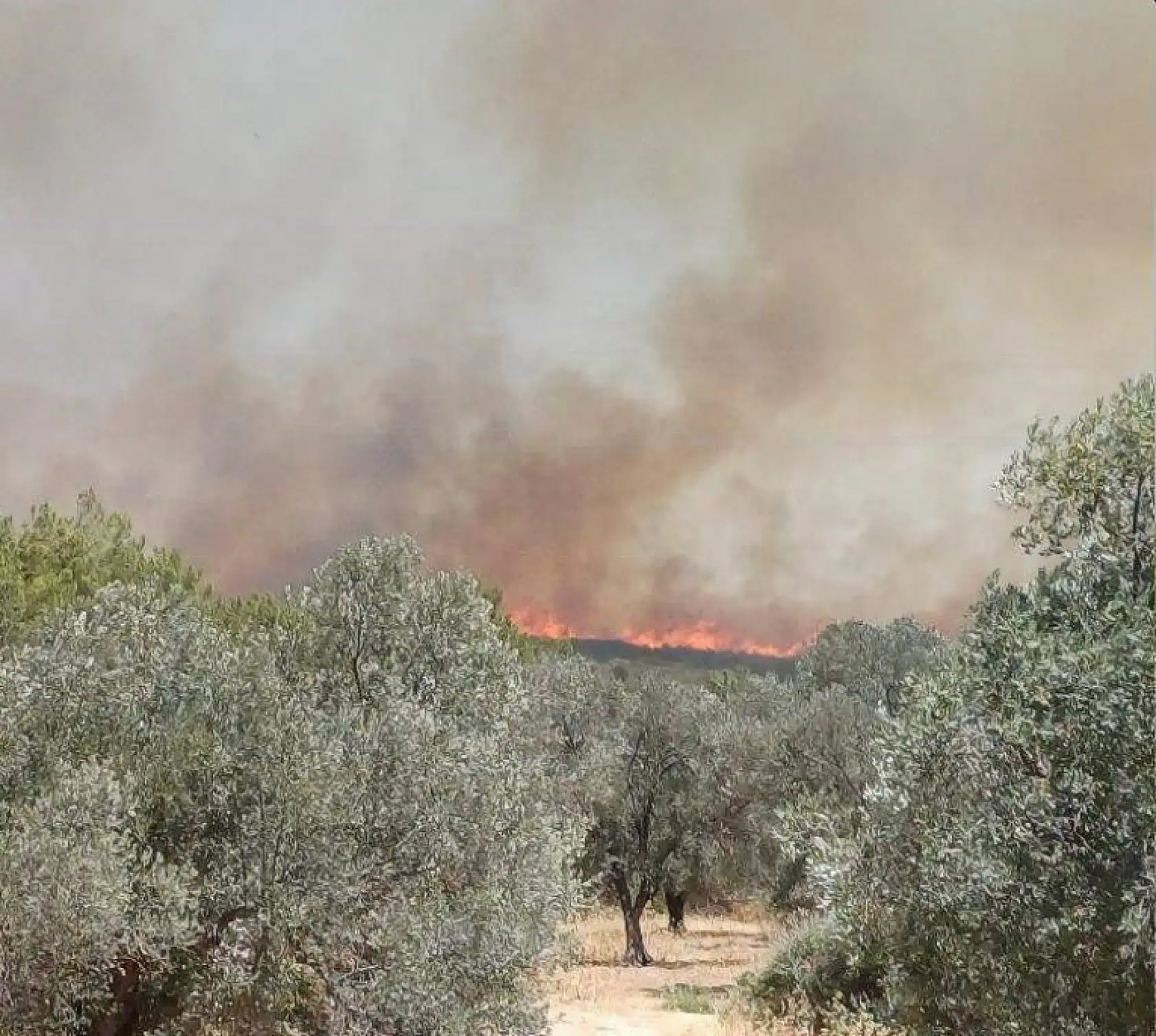 Yangınlar İzmir Çeşme'ye sıçradı: Otluk alanda çıkan yangına müdahale sürüyor