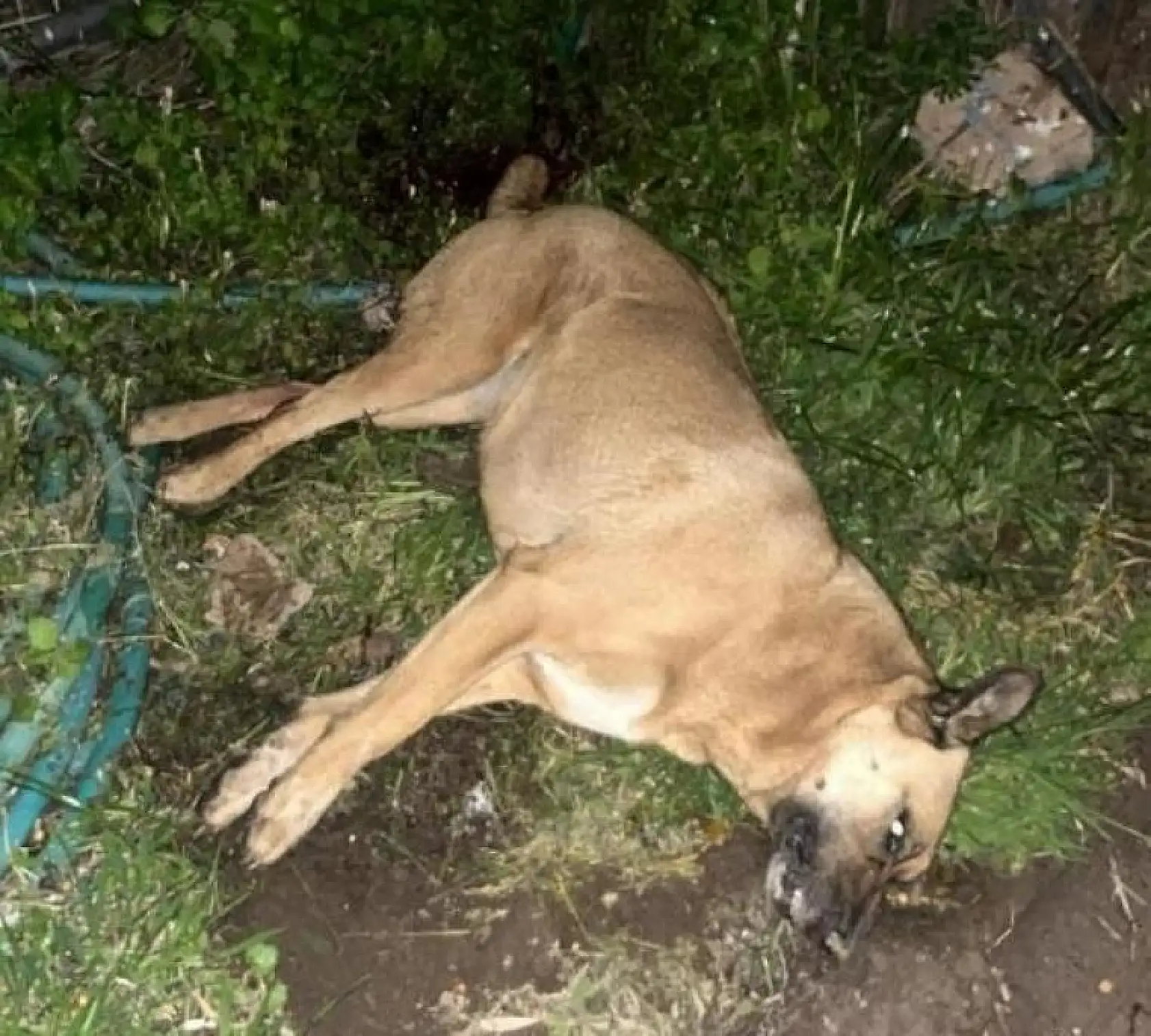 Muğla'nın o ilçesinde kedi ve köpekler zehirlendi