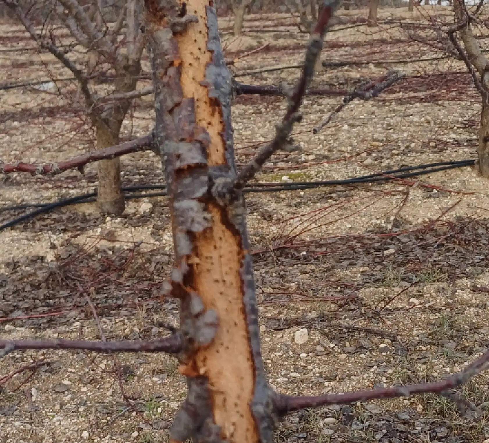 Üreticilere 'Fidan dip kurdu' uyarısı