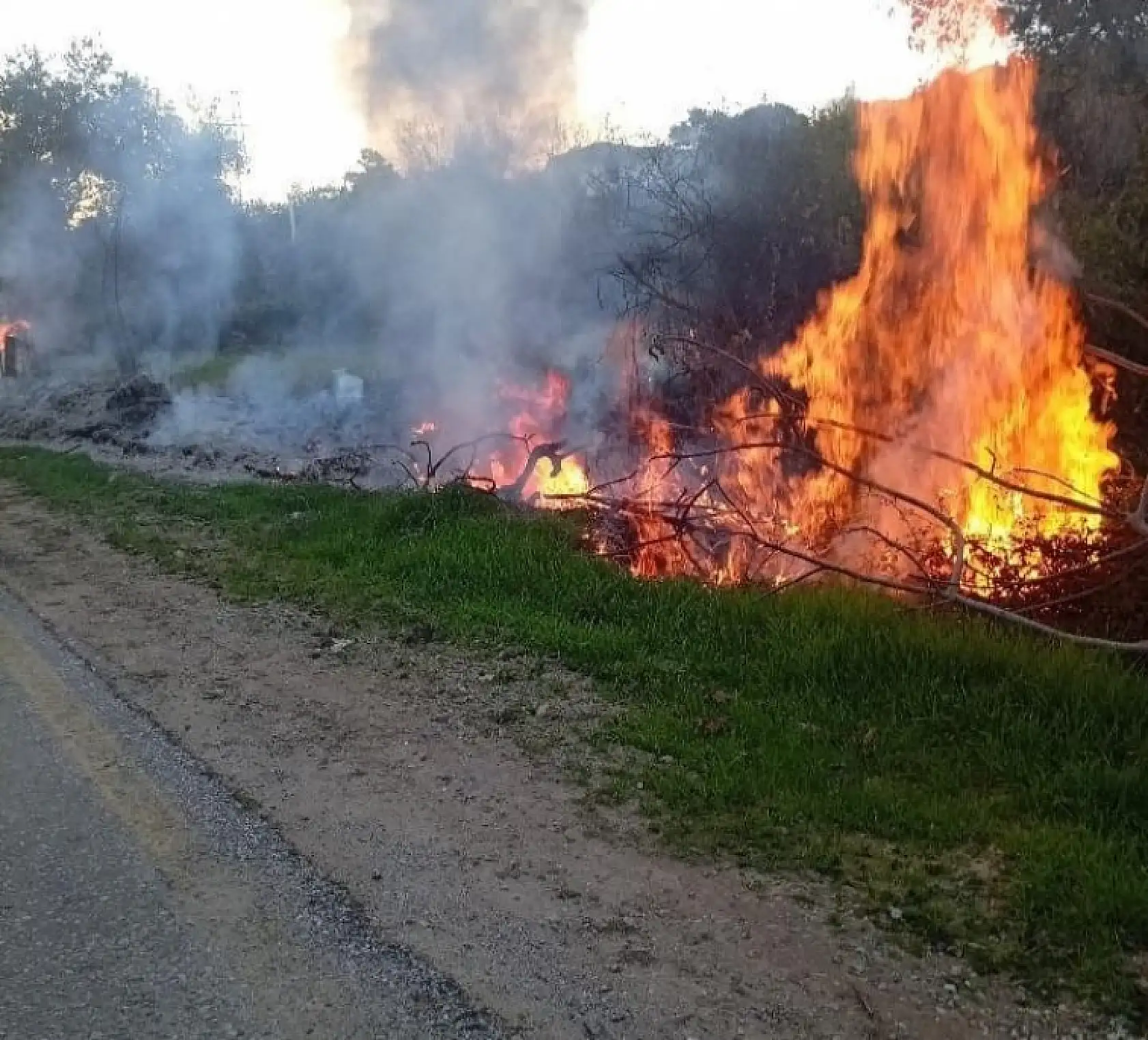 Milas'taki orman yangınları büyümeden söndürüldü