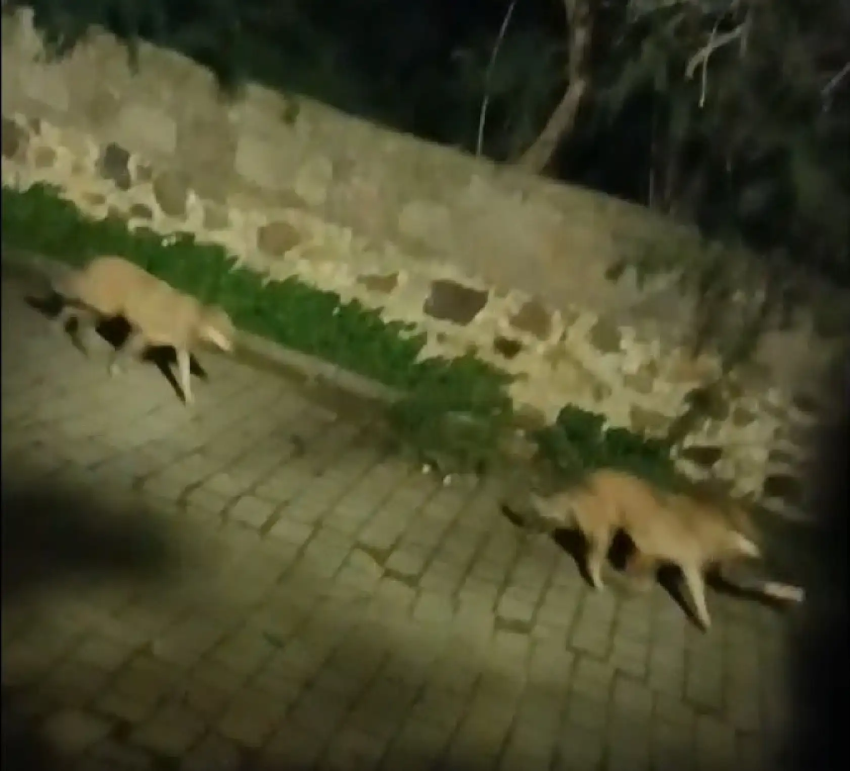 Bodrum'da kurt sürüsü görüntülendi