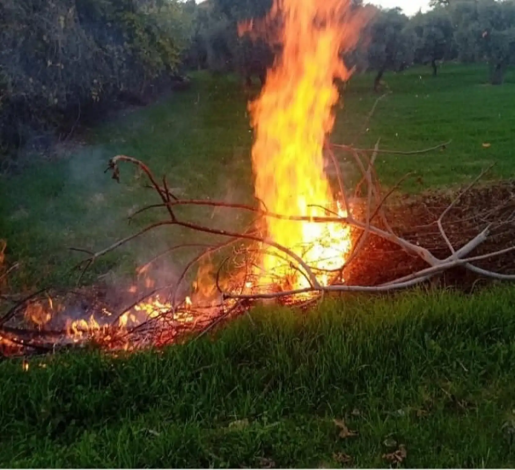 Milas'taki orman yangınları büyümeden söndürüldü