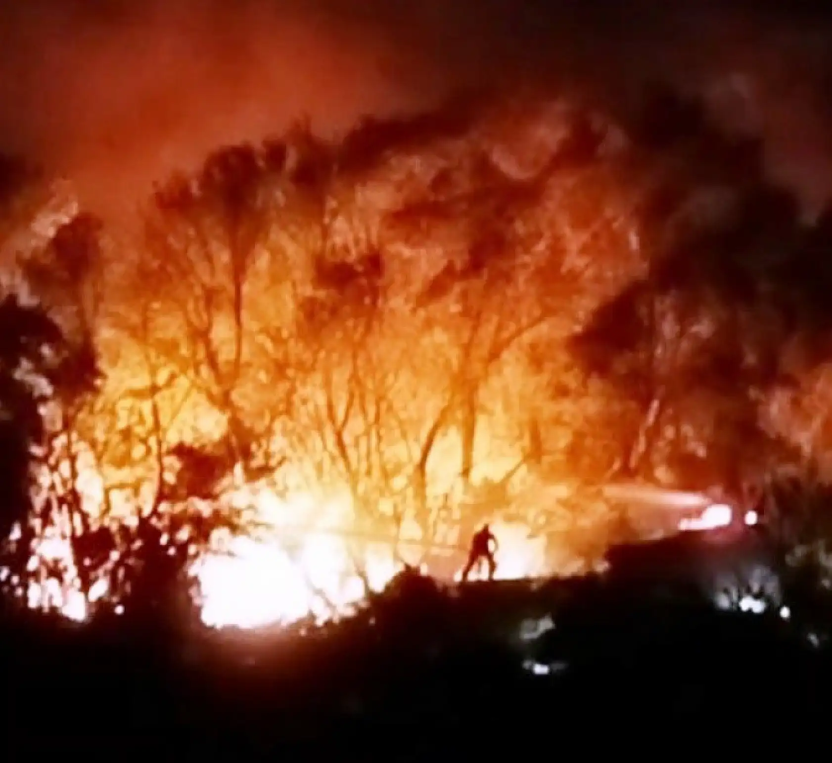 Köyceğiz'de orman yangını