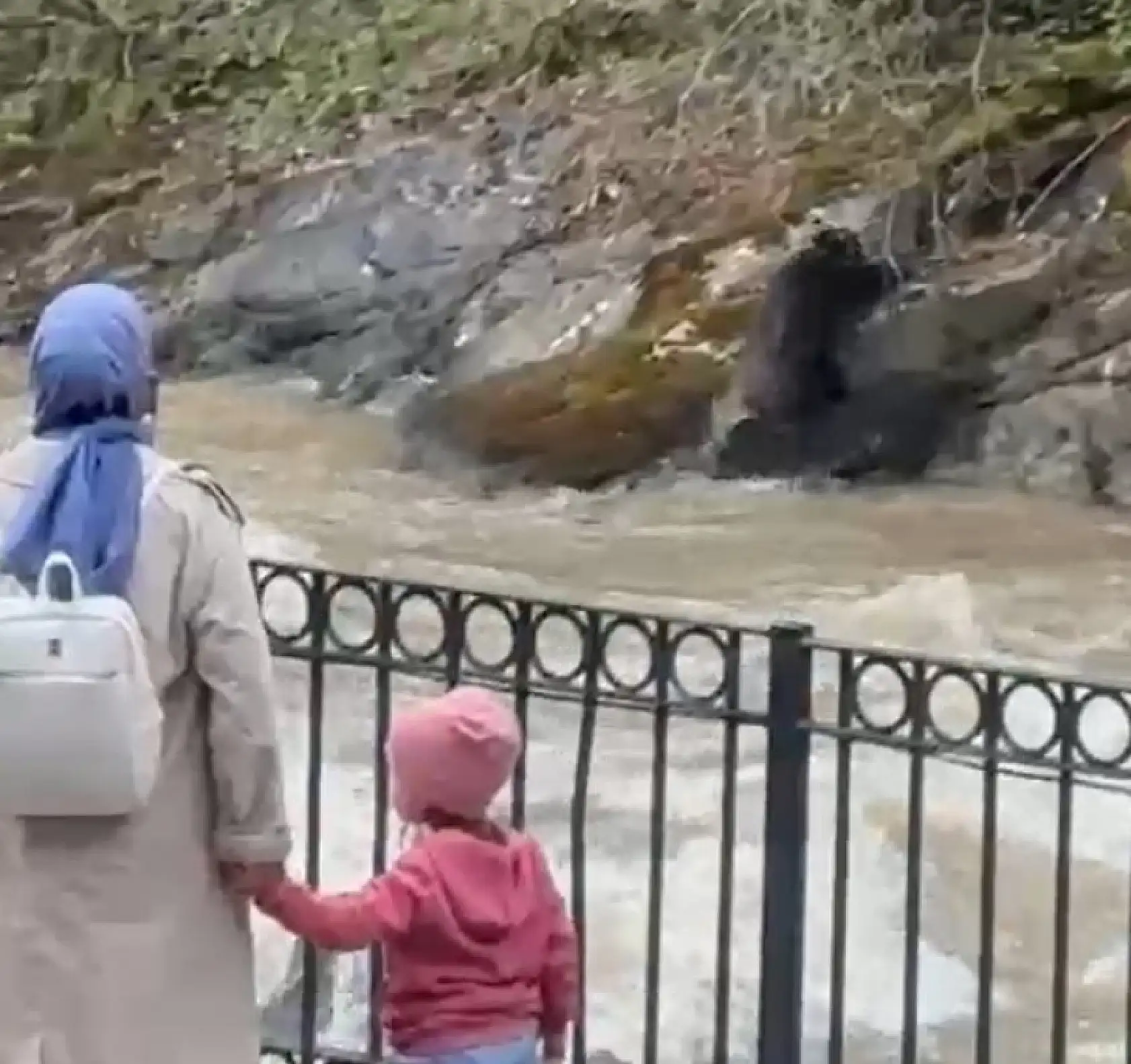 Dereye düşen domuza bağırarak karaya çıkarmaya çalıştılar