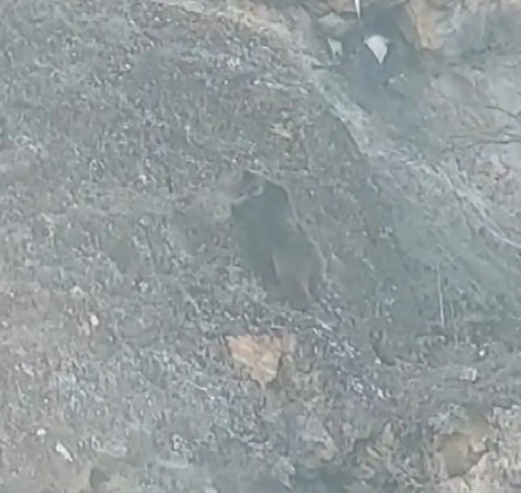 Sarp kayalıktaki leşe ulaşmak isteyen ayının olağanüstü çabası