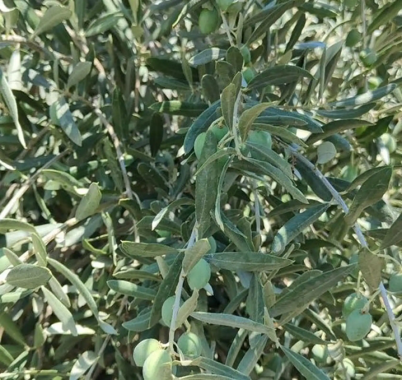 Menteşe Göktepe'de zeytinliklerde Entegre Mücadele denetimi