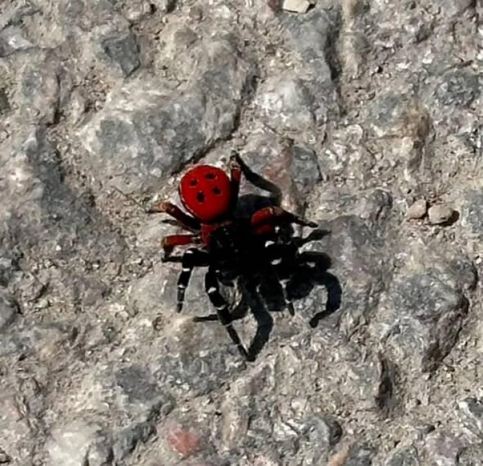 Uğur böceği görünümlü böcek, sandığınız kadar masum değil