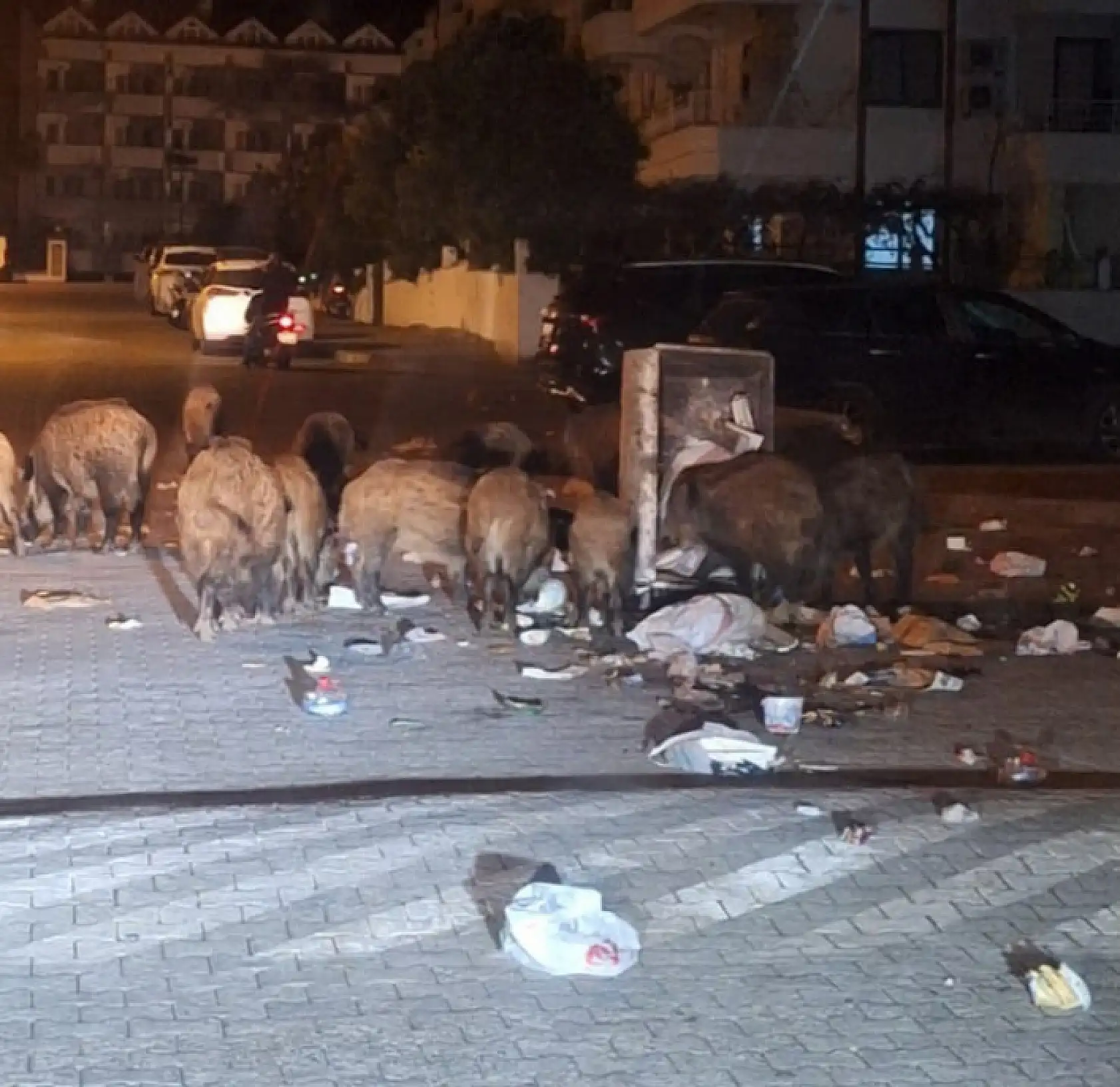 Marmaris'te vatandaşı canından bezdiren domuzlar, şimdi de mezarları tahrip etmeye başladı