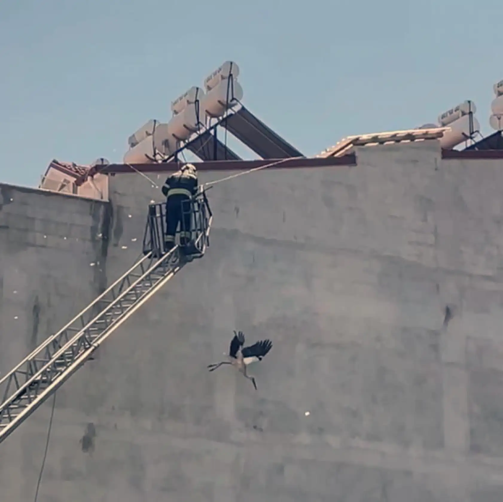 Dalaman'da kabloya dolanan Leyleği itfaiye ekipleri kurtardı