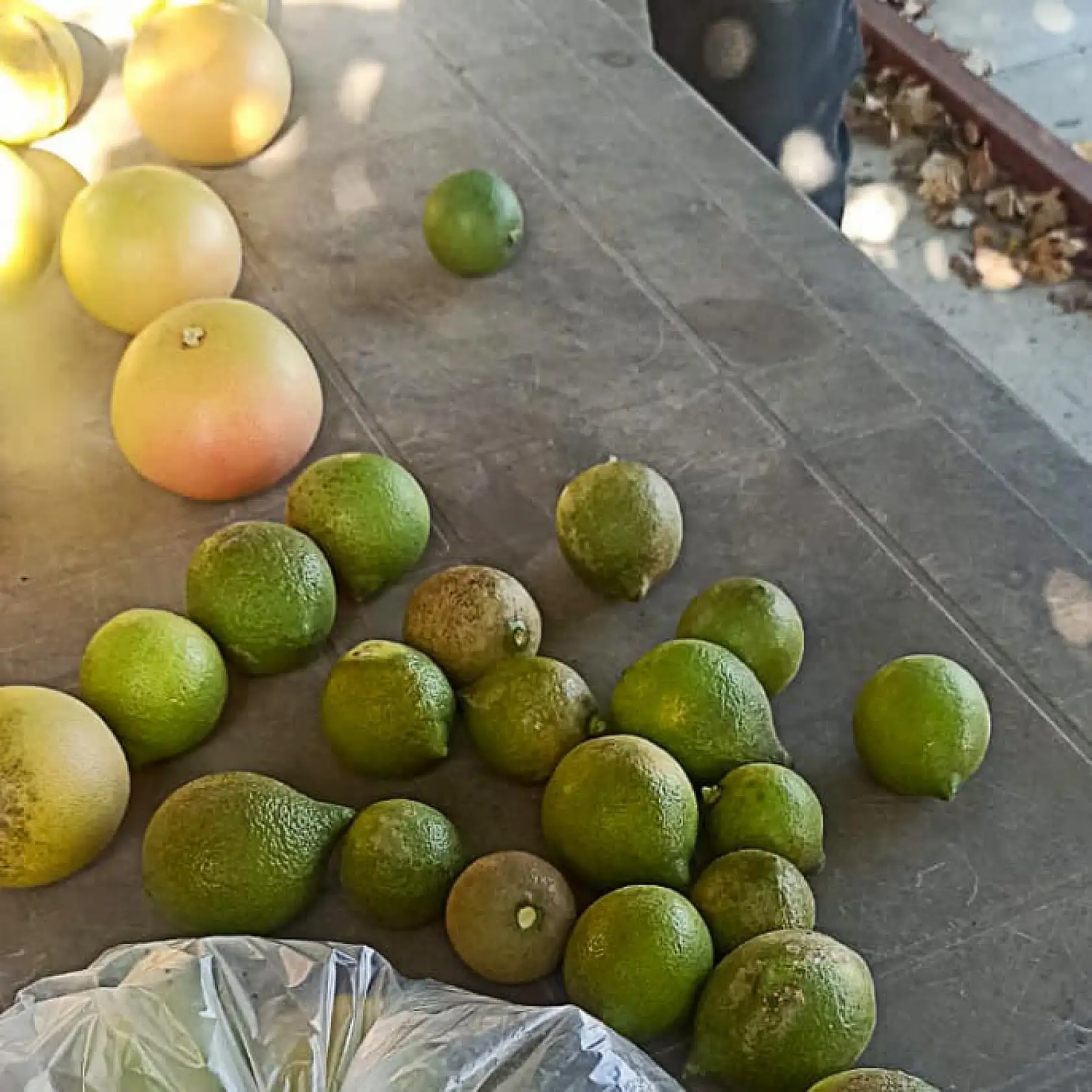 Ortaca'da limon ve greyfurt bahçelerinde incelemelerde bulunuldu