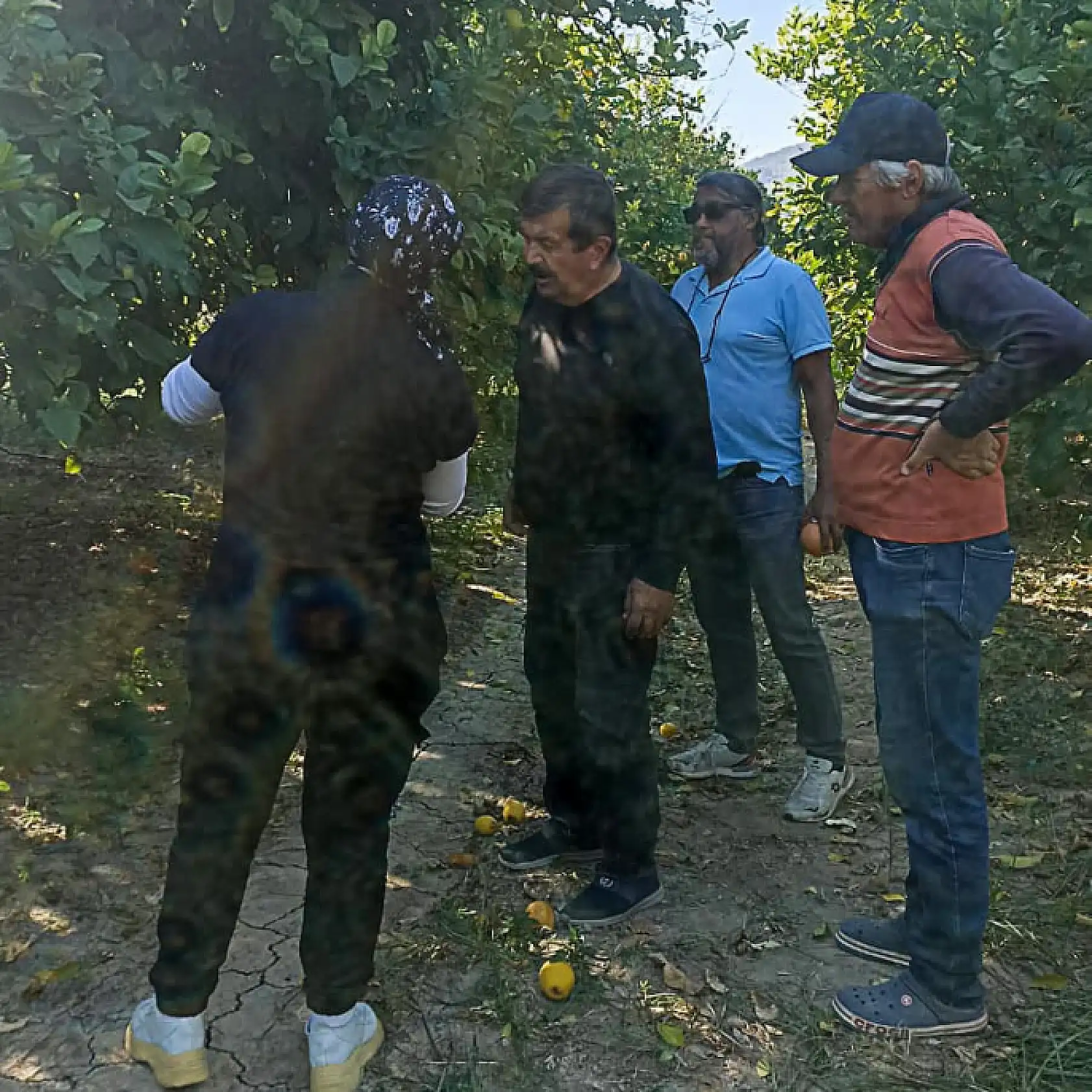 Ortaca'da limon ve greyfurt bahçelerinde incelemelerde bulunuldu