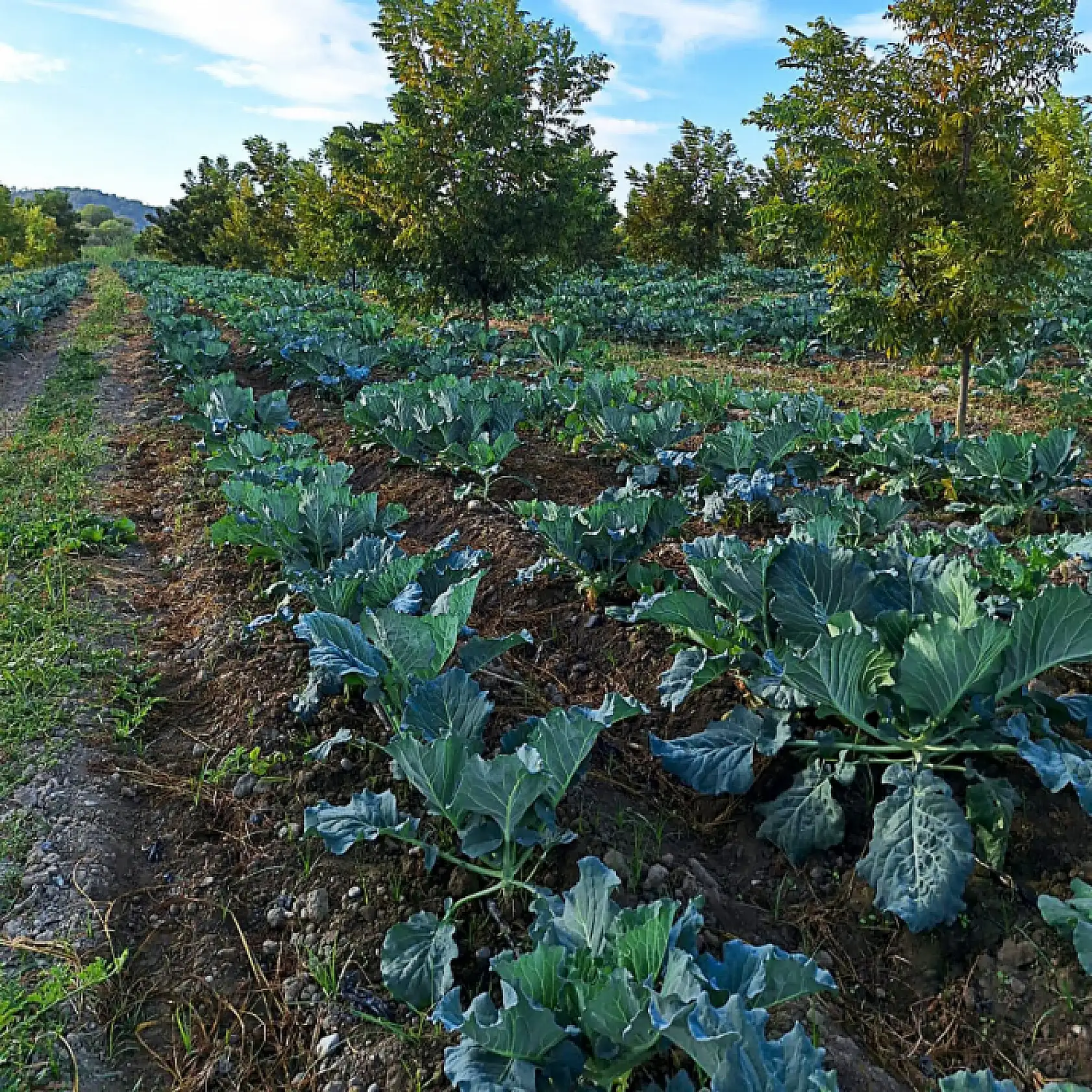 Pikan Cevizi'nde kışlık bakım çalışmaları devam ediyor