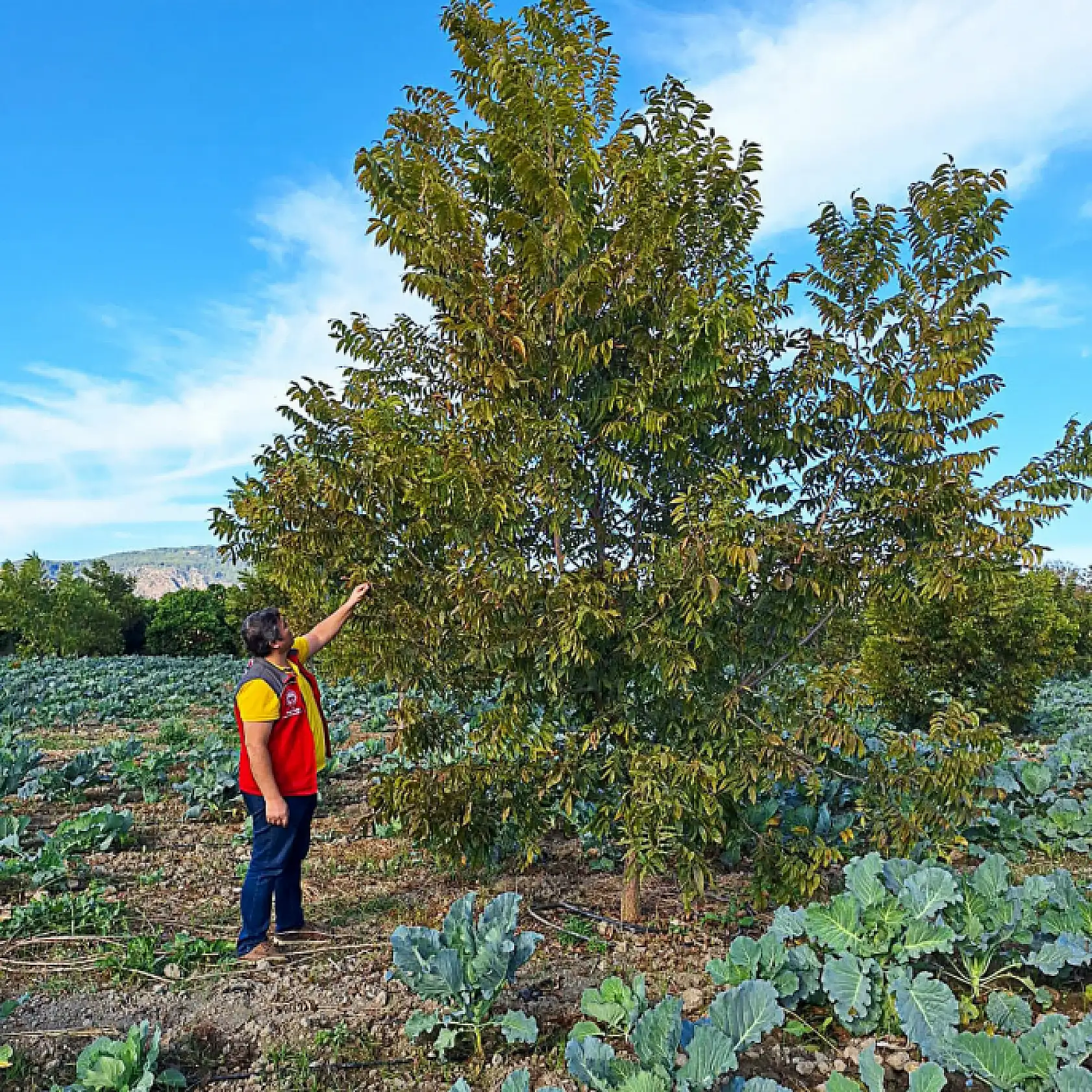 Pikan Cevizi'nde kışlık bakım çalışmaları devam ediyor