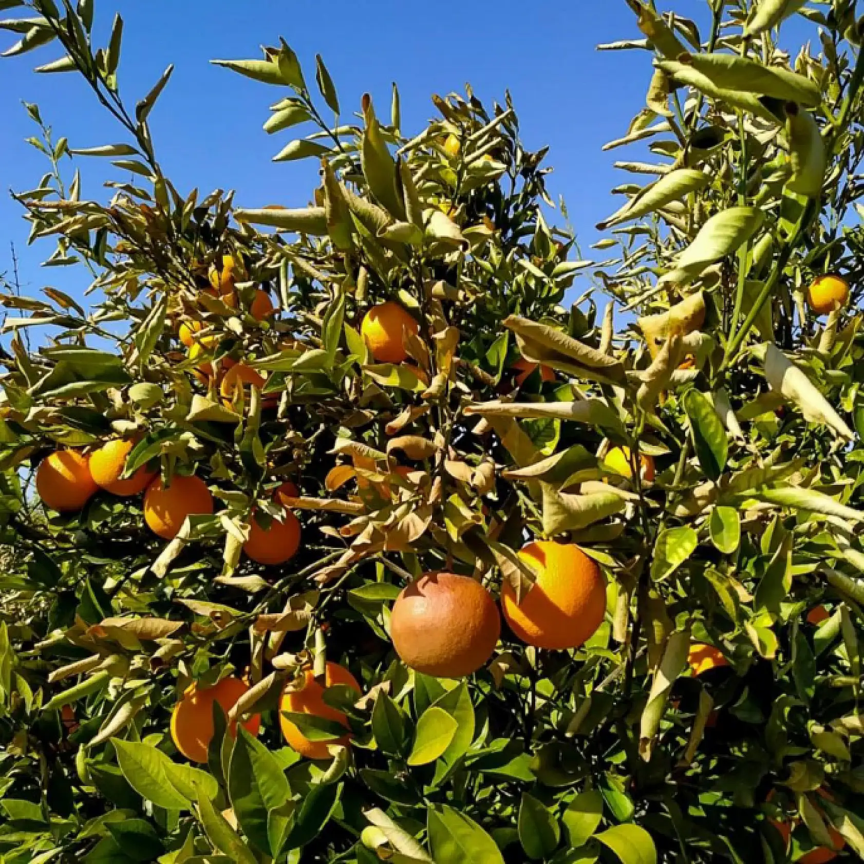 Ortaca'da meyve bahçelerinde zarar tespit çalışmaları devam ediyor