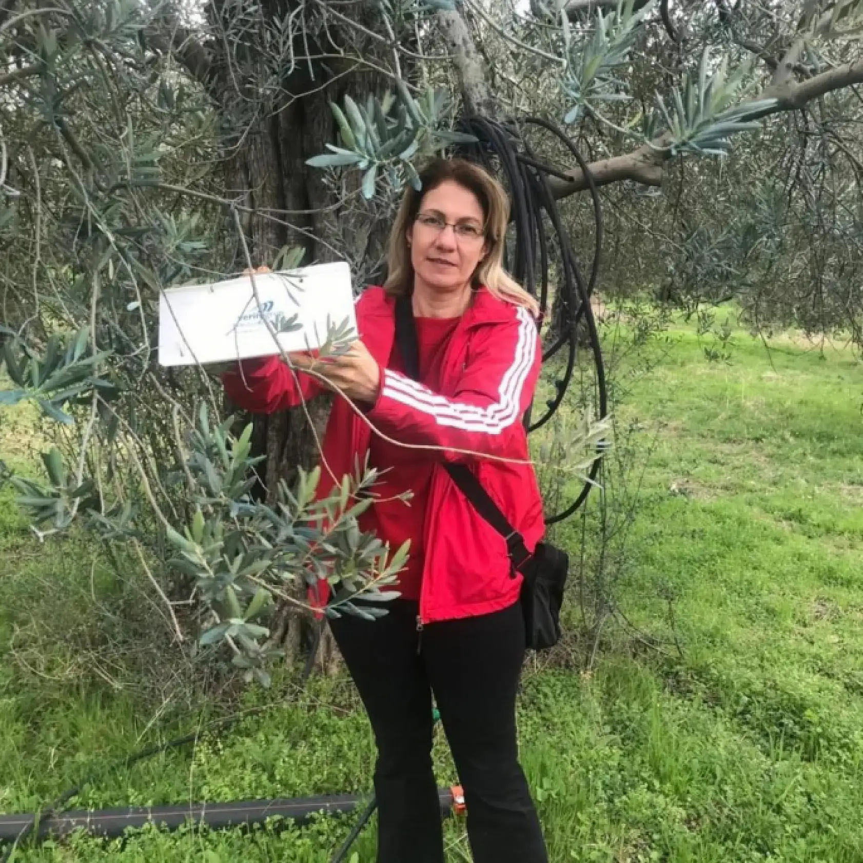 Zeytin güvesi kabusu büyüyor! Üreticilere kritik uyarı