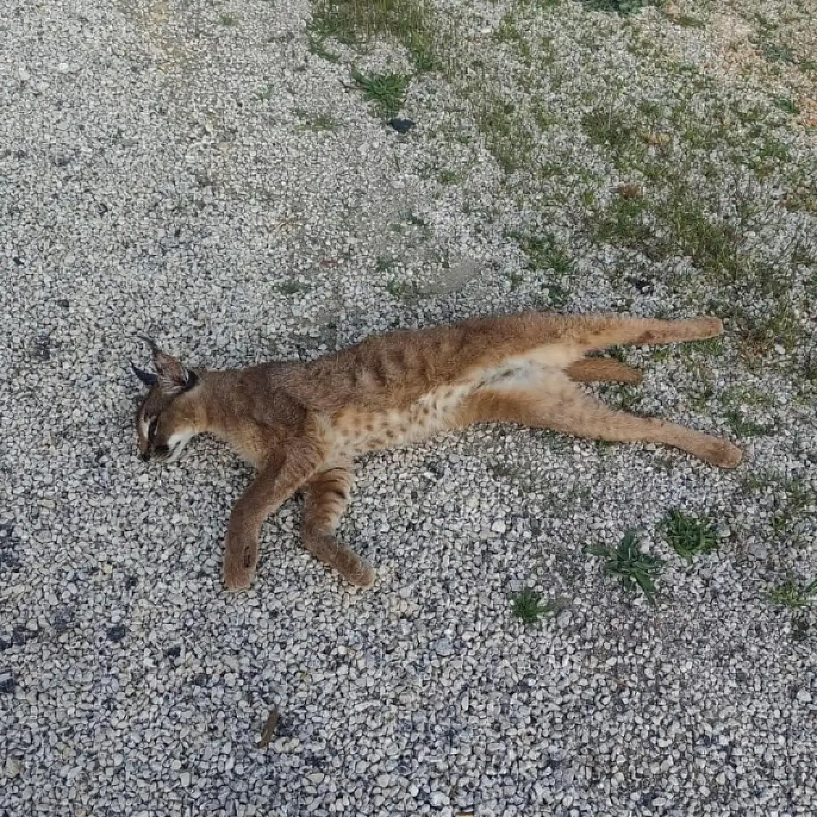 Seydikemer'de aracın çarptığı 'Karakulak' telef oldu