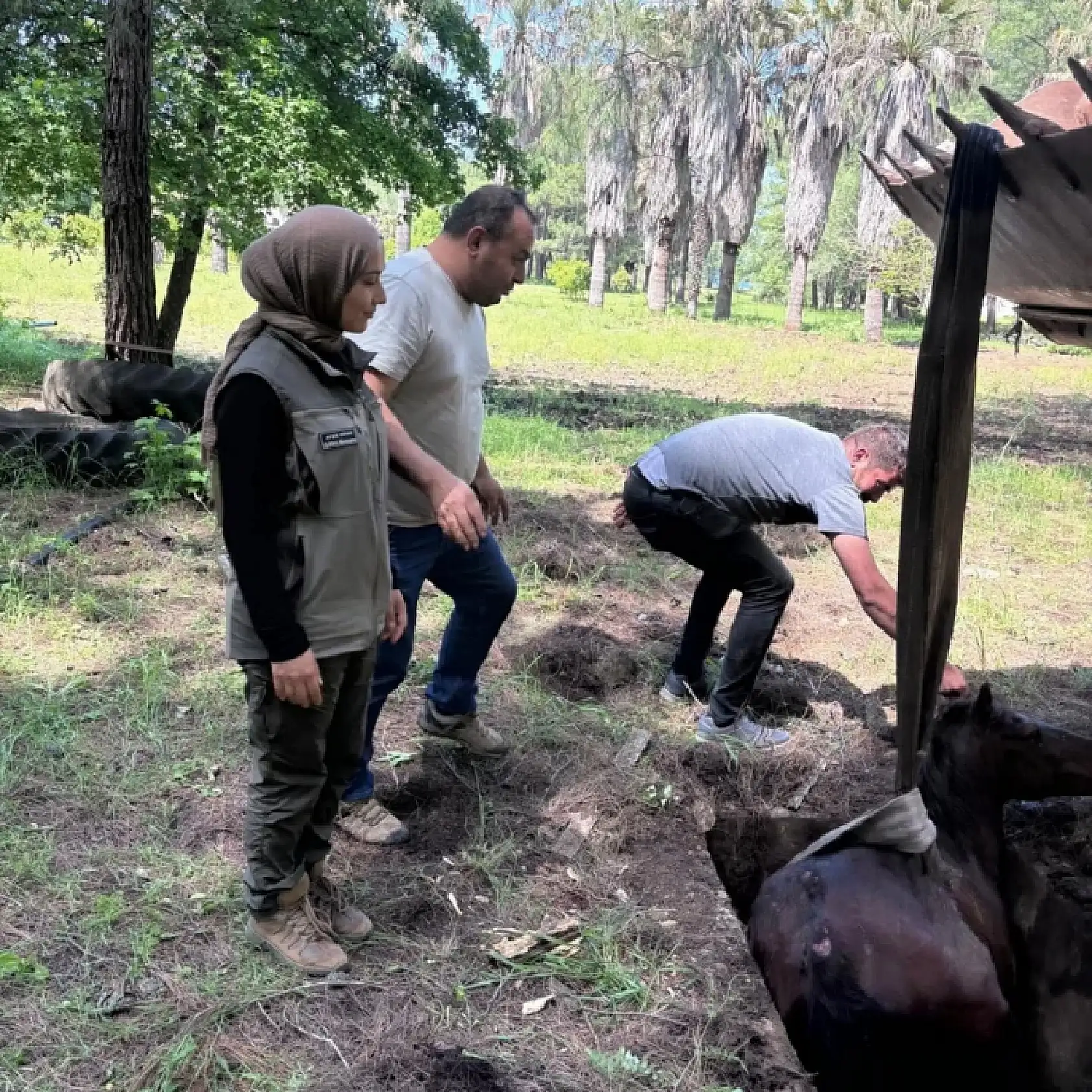 Çukura düşen yabani at kurtarılarak doğaya salındı