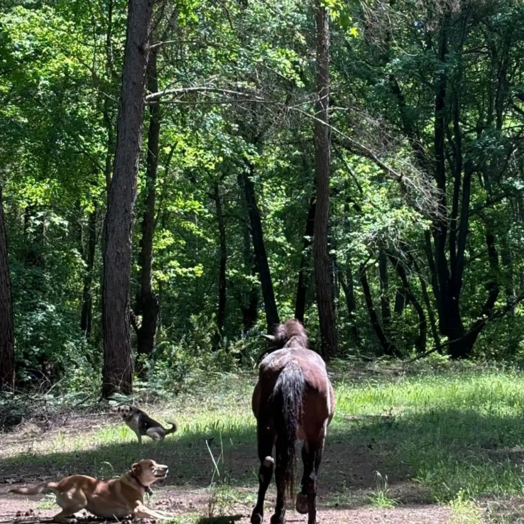 Çukura düşen yabani at kurtarılarak doğaya salındı