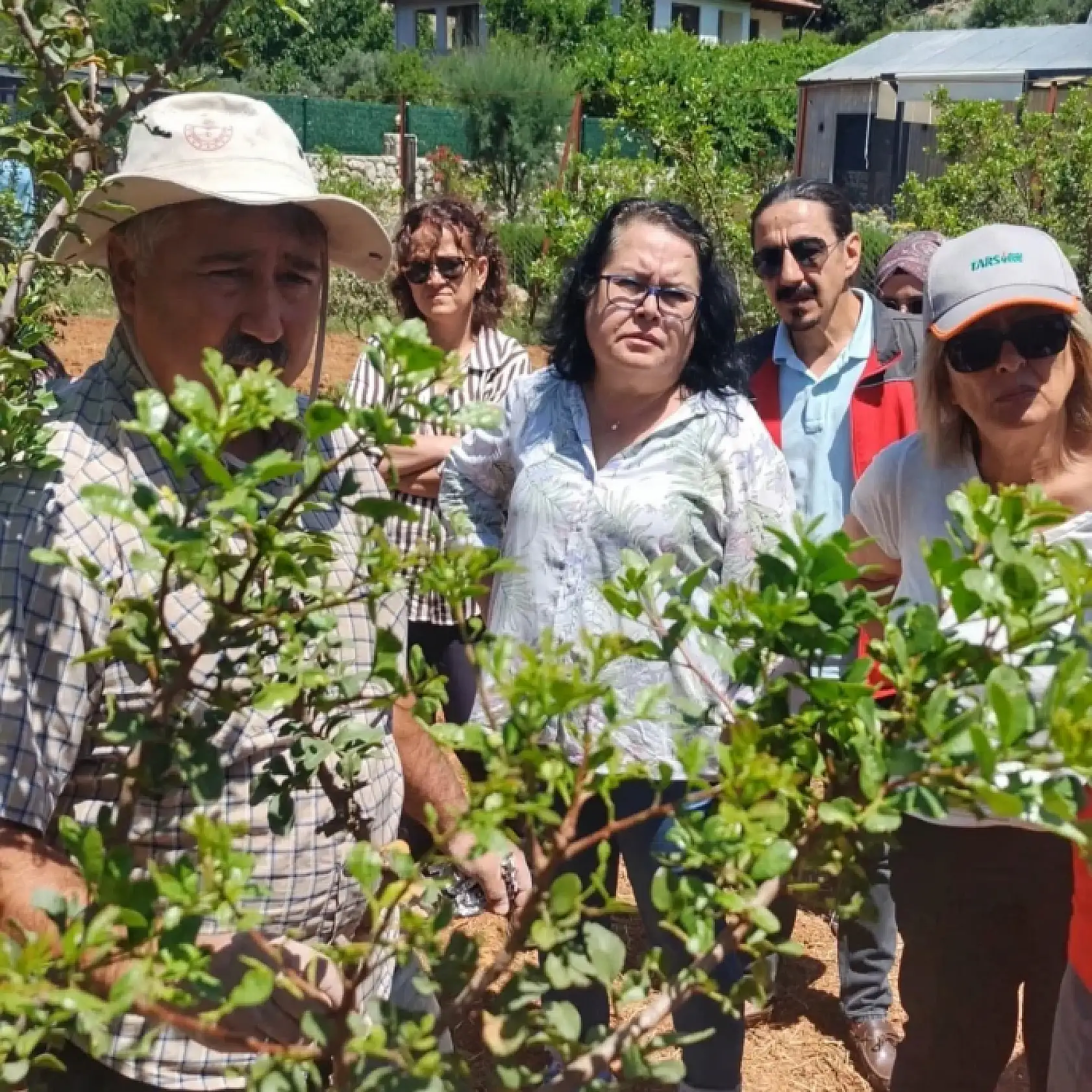 Fethiye'de sakız hasadı başladı