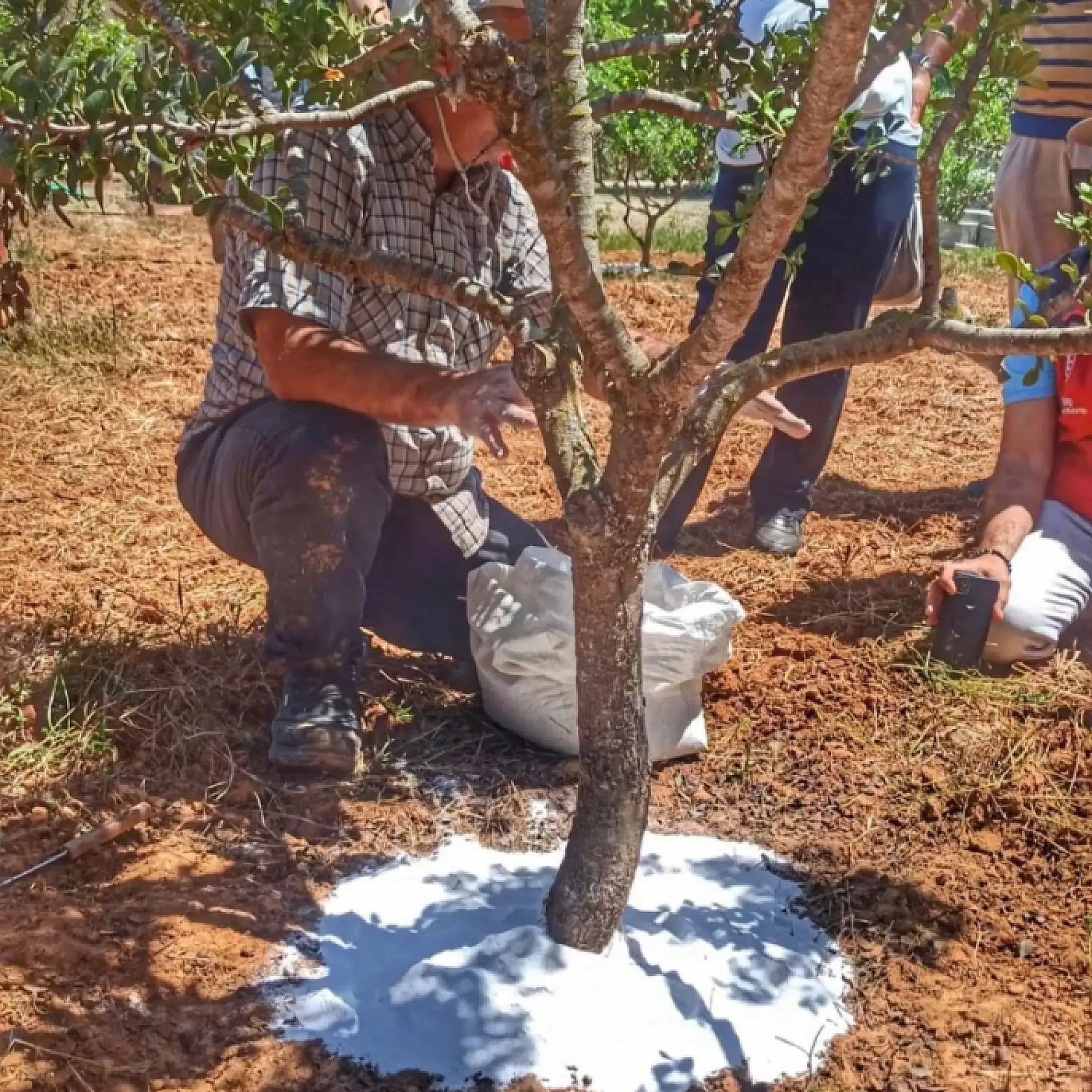 Fethiye'de sakız hasadı başladı