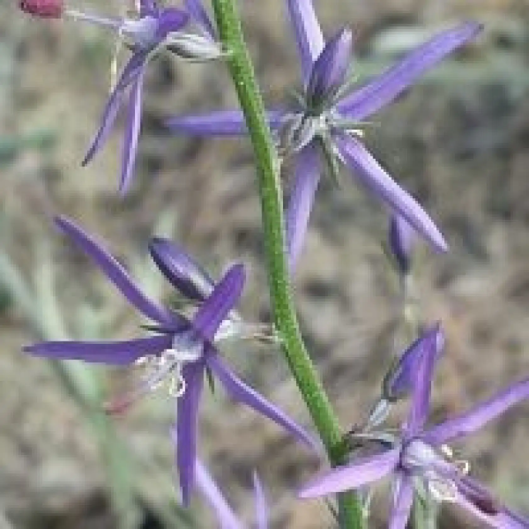 Fethiye Babadağ'ın Eteklerindeki Gizemli Bitki Dünyası: Çakal Nergisinden Sığla Ağacına Biyolojik Çeşitlilik