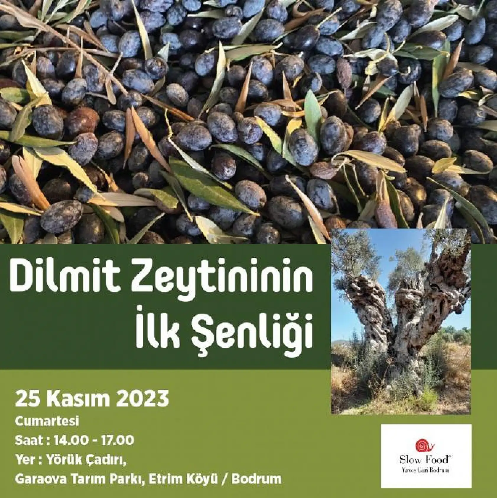 Dilmit zeytininin ilk şenliği gerçekleştirilecek