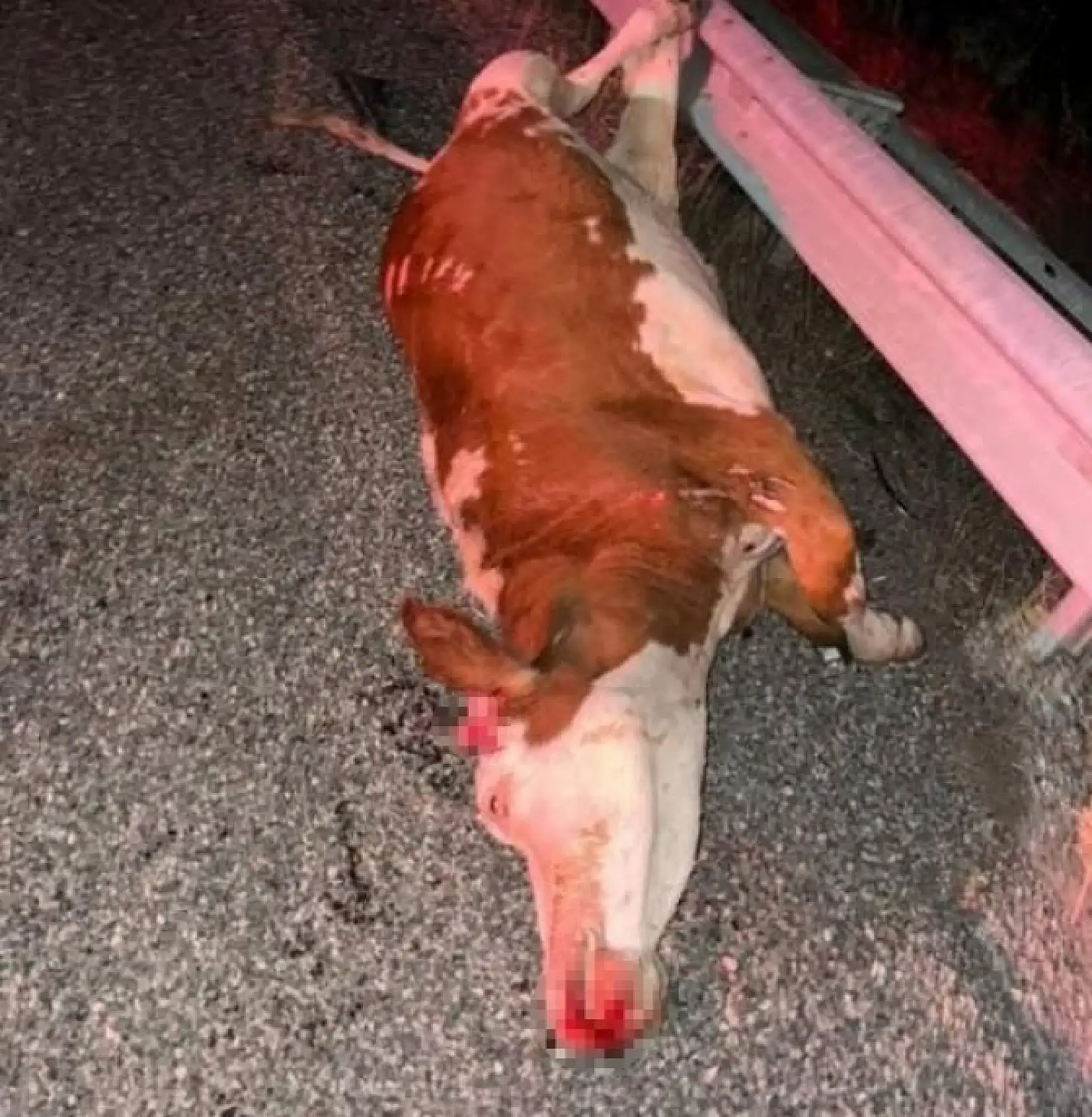 Otomobil ineğe çarptı: 2 yaralı