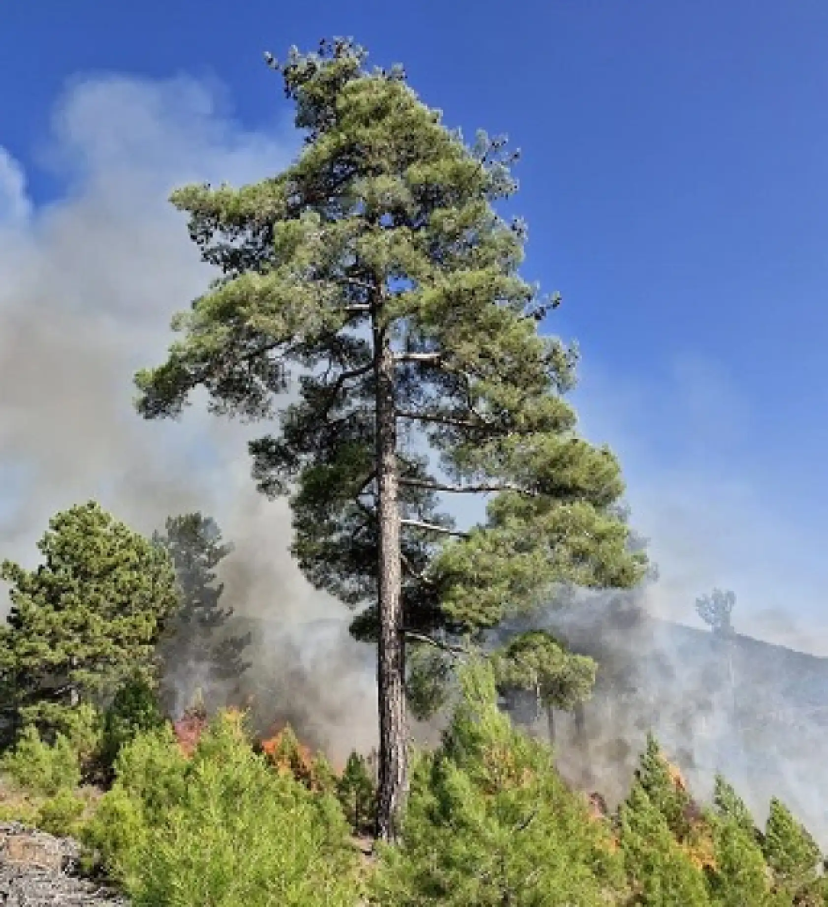 Muğla'da orman yangını