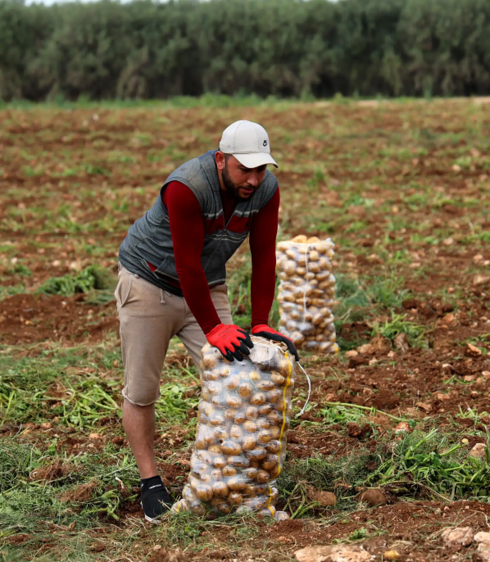 Bunlar özel işçiler: Günlük 250-300 ton patates yükleyip 2 bin 500 TL kazanıyorlar