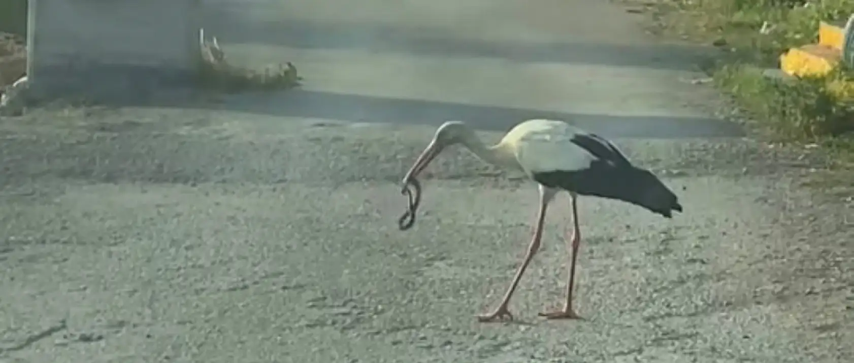 Leylek ve kartalın yılan avı kamerada