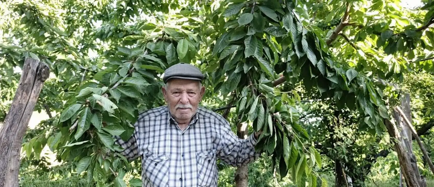 Ege Yaylalarında 'Yok Yılı': Kirazdan Armut'a Ürün Alınamadı