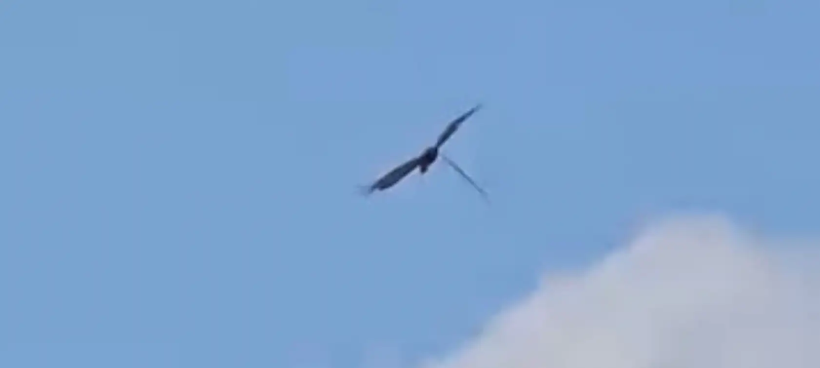 Leylek ve kartalın yılan avı kamerada