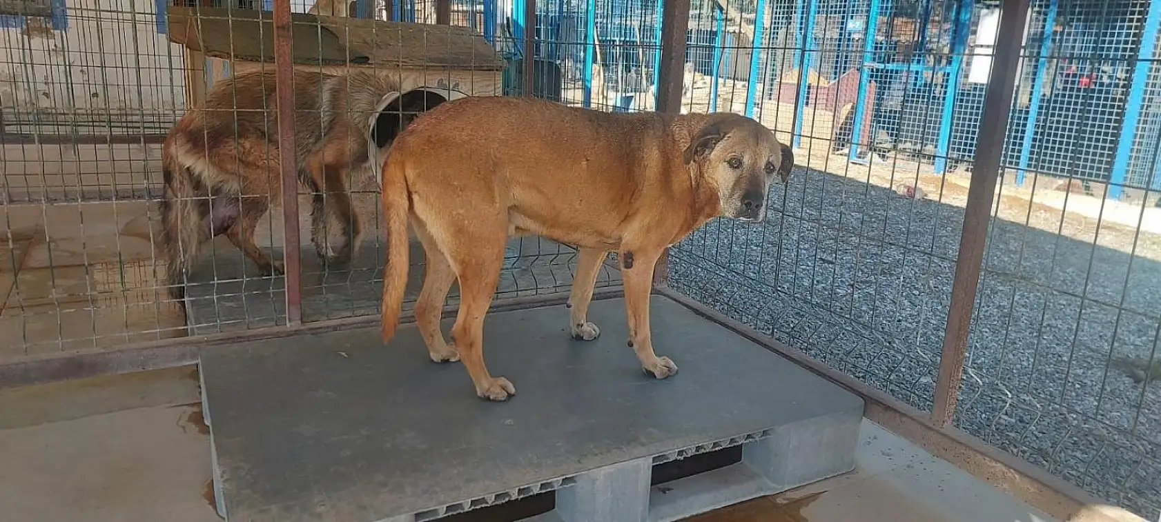 Denize düşen köpek kurtarıldı